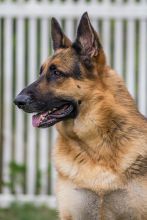 Thor, a black and tan german shepherd