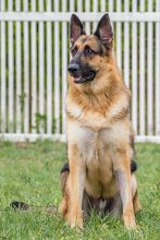 Thor, a sitting black and tan german shepherd