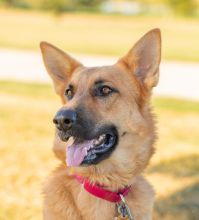 Sonja, a black and tan german shepherd