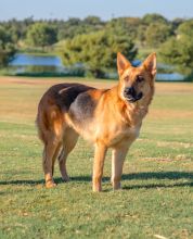 Sonja, a black and tan german shepherd