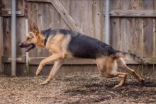 Sophia, a black and tan german shepherd