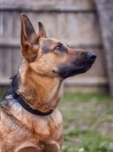 Sophia, a black and tan german shepherd