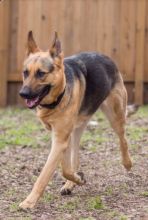 Sophia, a black and tan german shepherd