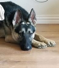 Stormy, a black and tan german shepherd