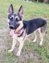 Stormy, a black and tan german shepherd