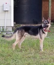 Stormy, a black and tan german shepherd