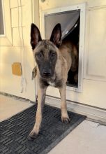 Sundance, a tan and black Belgian Malinois/German Shepherd mix