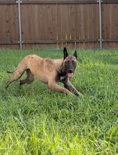 Sundance, a tan and black Belgian Malinois/German Shepherd mix