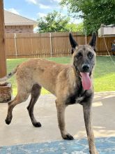 Sundance, a tan and black Belgian Malinois/German Shepherd mix
