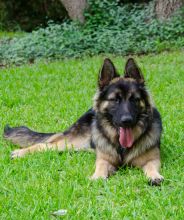 Tashi, a black and tan german shepherd