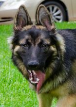 Tashi, a black and tan german shepherd