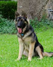 Tashi, a black and tan german shepherd