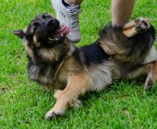 Tashi, a black and tan german shepherd