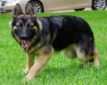 Tashi, a black and tan german shepherd