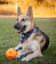 Tito, a black and tan german shepherd