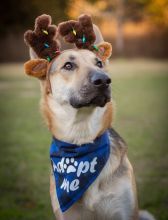 Tito wearing reindeer ears and lights