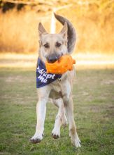 Tito, a black and tan german shepherd