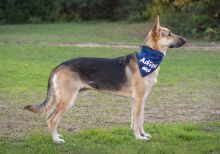 Tito, a black and tan german shepherd