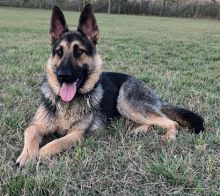 Tucker, a black and tan german shepherd