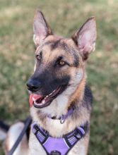 Violet, a black and tan german shepherd