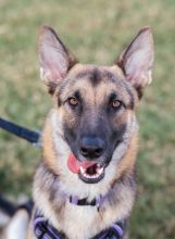 Violet, a black and tan german shepherd