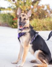 Violet, a black and tan german shepherd