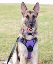 Violet, a black and tan german shepherd