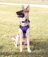 Violet, a black and tan german shepherd