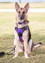 Violet, a black and tan german shepherd