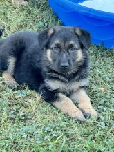 Violet, a tiny black and tan german shepherd puppy