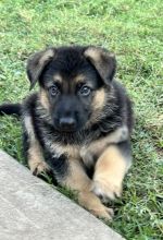 Violet, a tiny black and tan german shepherd puppy