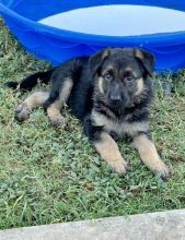 Violet, a tiny black and tan german shepherd puppy