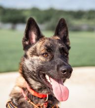 Woodie, a black/brown/white brindle German Shepherd mix