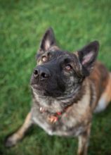 Woodie, a black/brown/white brindle German Shepherd mix