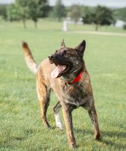 Woodie, a black/brown/white brindle German Shepherd mix