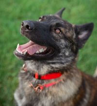 Woodie, a black/brown/white brindle German Shepherd mix