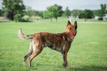 Woodie, a black/brown/white brindle German Shepherd mix