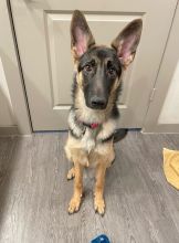 Xara, a young black and tan german shepherd