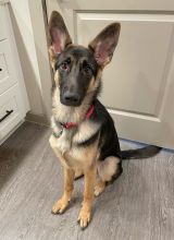 Xara, a young black and tan german shepherd