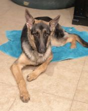Xara, a young black and tan german shepherd