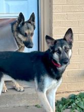 Zeniba, a black and tan german shepherd