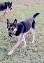 Zeniba, a black and tan german shepherd