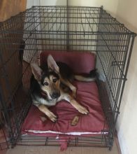 Zeppelin hanging out in his crate