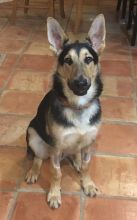 Zeppelin, a young black and tan german shepherd