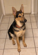 Zeppelin, a young black and tan german shepherd