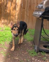 Zeppelin, stalking around the grill