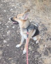 Ziggy, a black and tan german shepherd