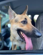 Ziggy, a black and tan german shepherd