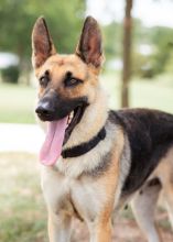 Zina, a black and tan german shepherd