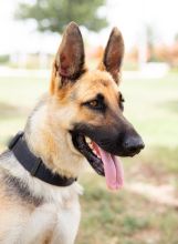 Zina, a black and tan german shepherd